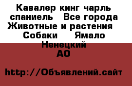 Кавалер кинг чарль спаниель - Все города Животные и растения » Собаки   . Ямало-Ненецкий АО